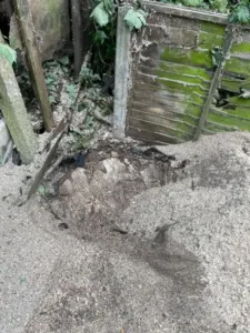 A hole in the ground filled with a large mound of sawdust and wood chips, marking the spot where a tree stump was recently ground down, with a weathered moss-covered wooden fence in the background.
