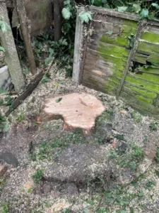 A freshly cut tree stump, with sawdust scattered around its base, stands in a garden with overgrown ground foliage and a weathered wooden fence covered in green moss in the background.