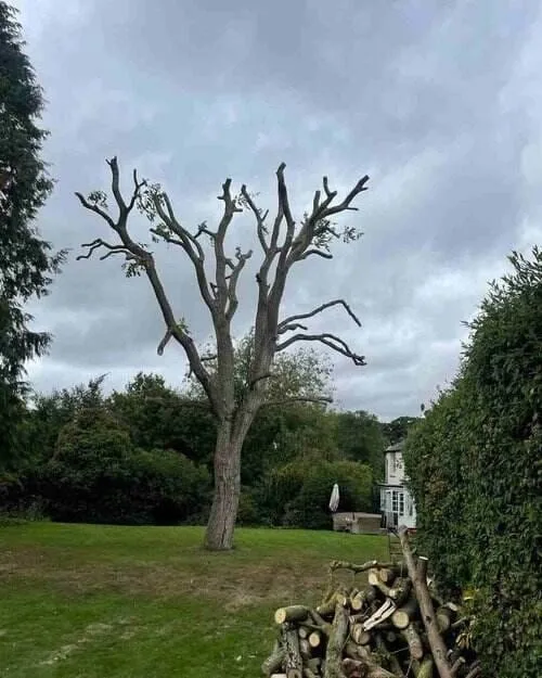 Recently pruned large tree in a residential garden with logs stacked nearby, showcasing professional results of Tree Services Near Me for crown reduction and maintenance.