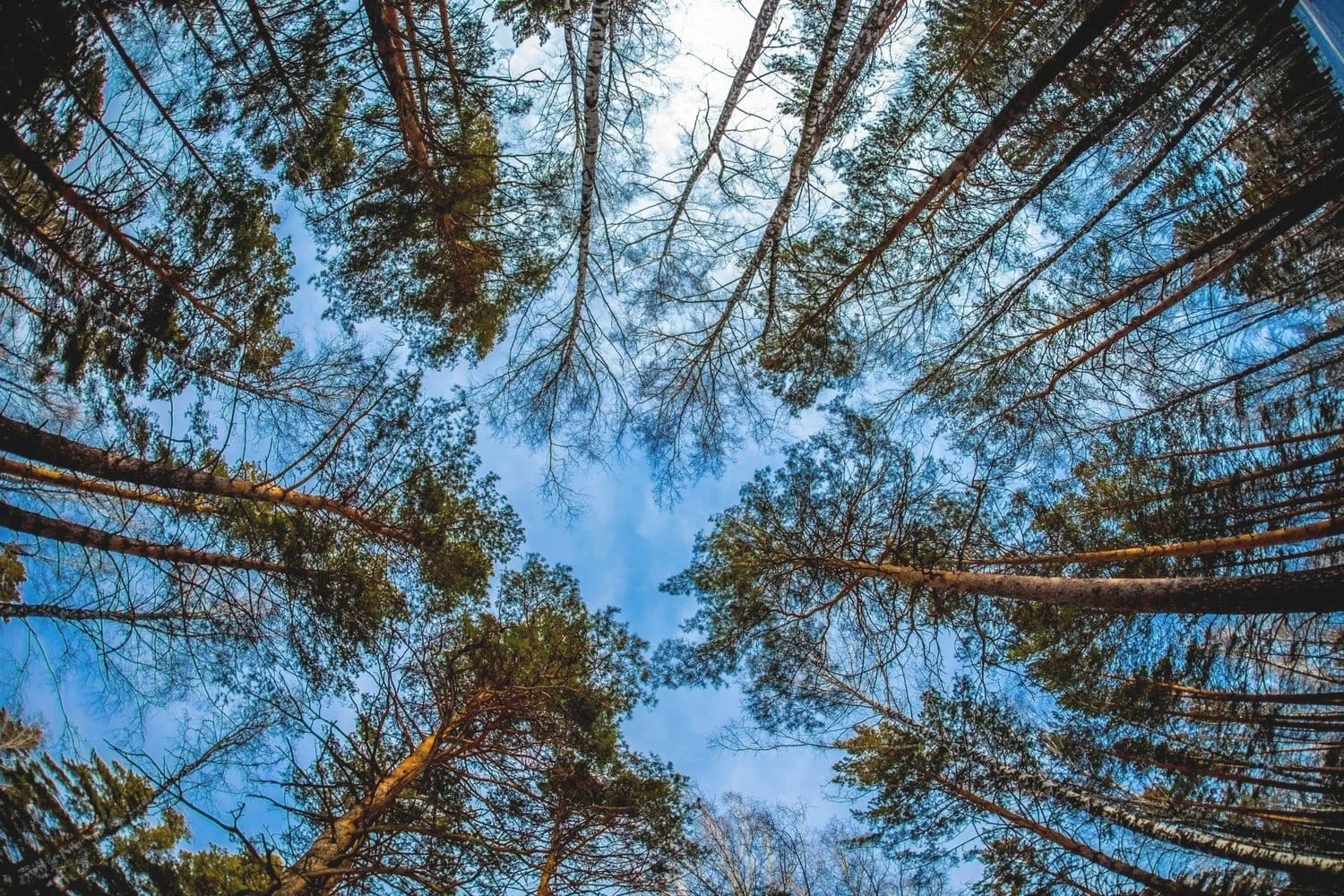 Looking up at tall trees against a blue sky, showing the importance of forests in fighting Climate Change and preserving natural ecosystems.