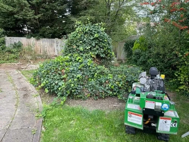 A garden scene featuring a large tree stump heavily overgrown with ivy, and a green stump grinder positioned on the grass nearby, illustrating the effective work of the best stump busters.