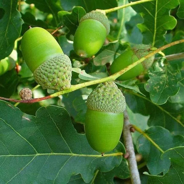 native trees of essex local species and their care