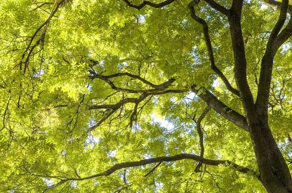 removing ash trees a rofessional arborist expert guide