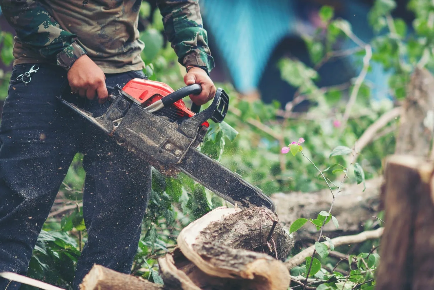 the ultimate guide to tree removal everything you need to know