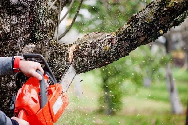 Tree removal vs tree trimming illustrated with a chainsaw cutting a large tree branch, showing the difference between removing an entire tree and trimming overgrown branches for maintenance.