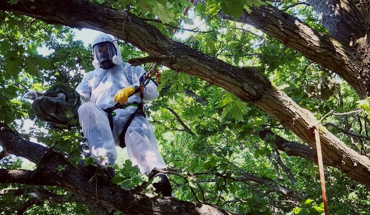 Professional Oak Processionary Moth (OPM) Removal Services By ChigwellTreeServices UK