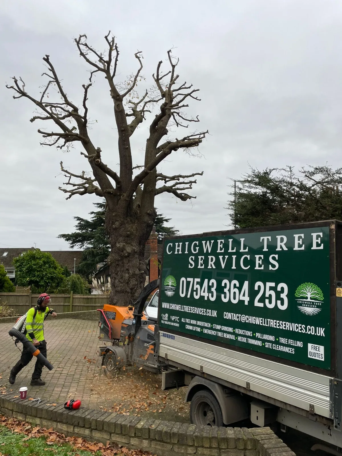 Tree surgeon at work with Chigwell Tree Services during a tree reduction project, showcasing real-world experience for those seeking Tree Surgeon Jobs in Essex.