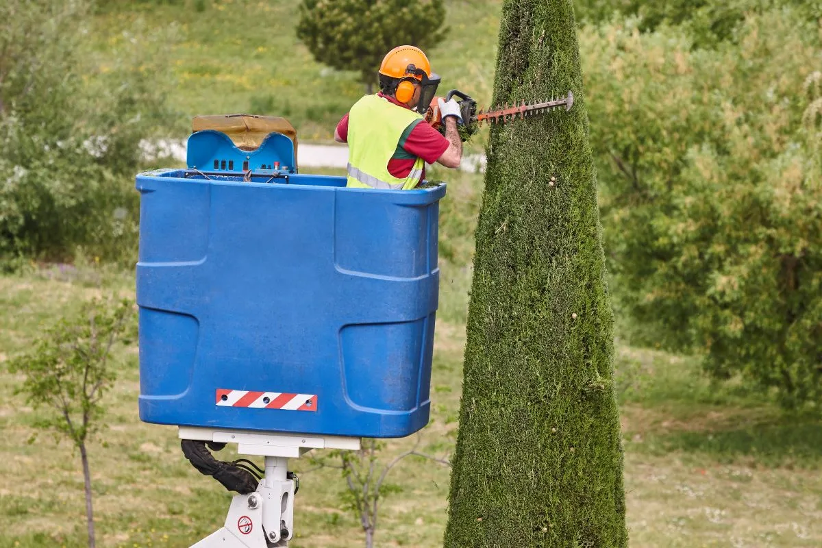 How Tree Surgeons Assess and Manage Tree Health
