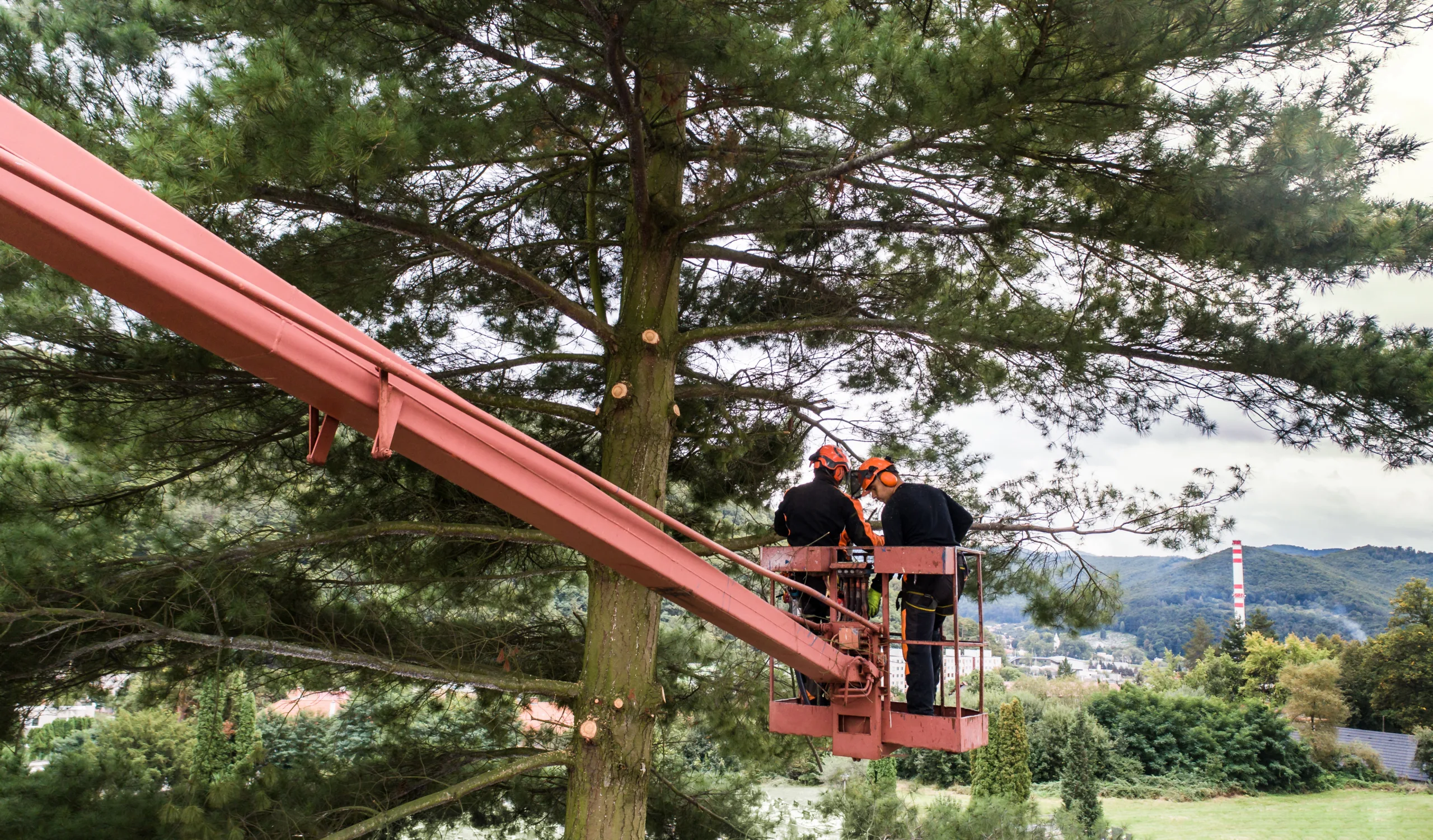 Two arborist men with chainsaw and lifting platform cutting a tree.