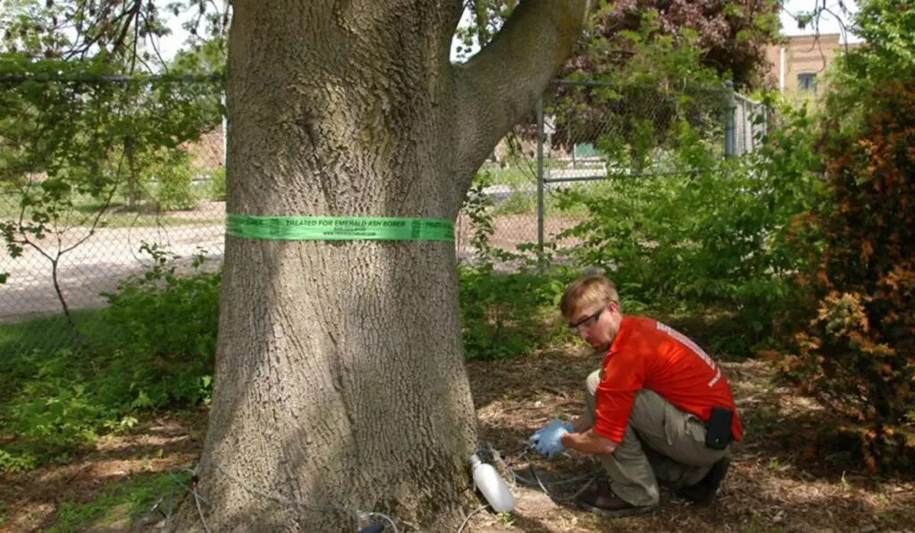 tree removal