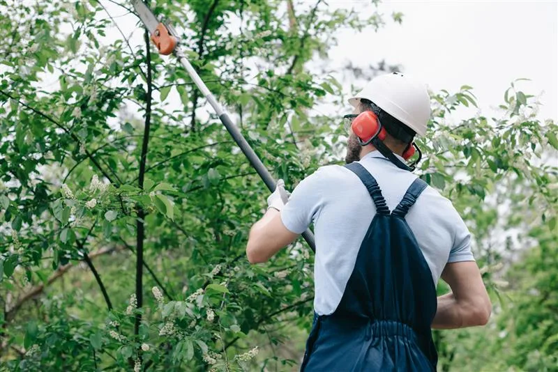 Expert Tree Surgeon Services in Essex & London