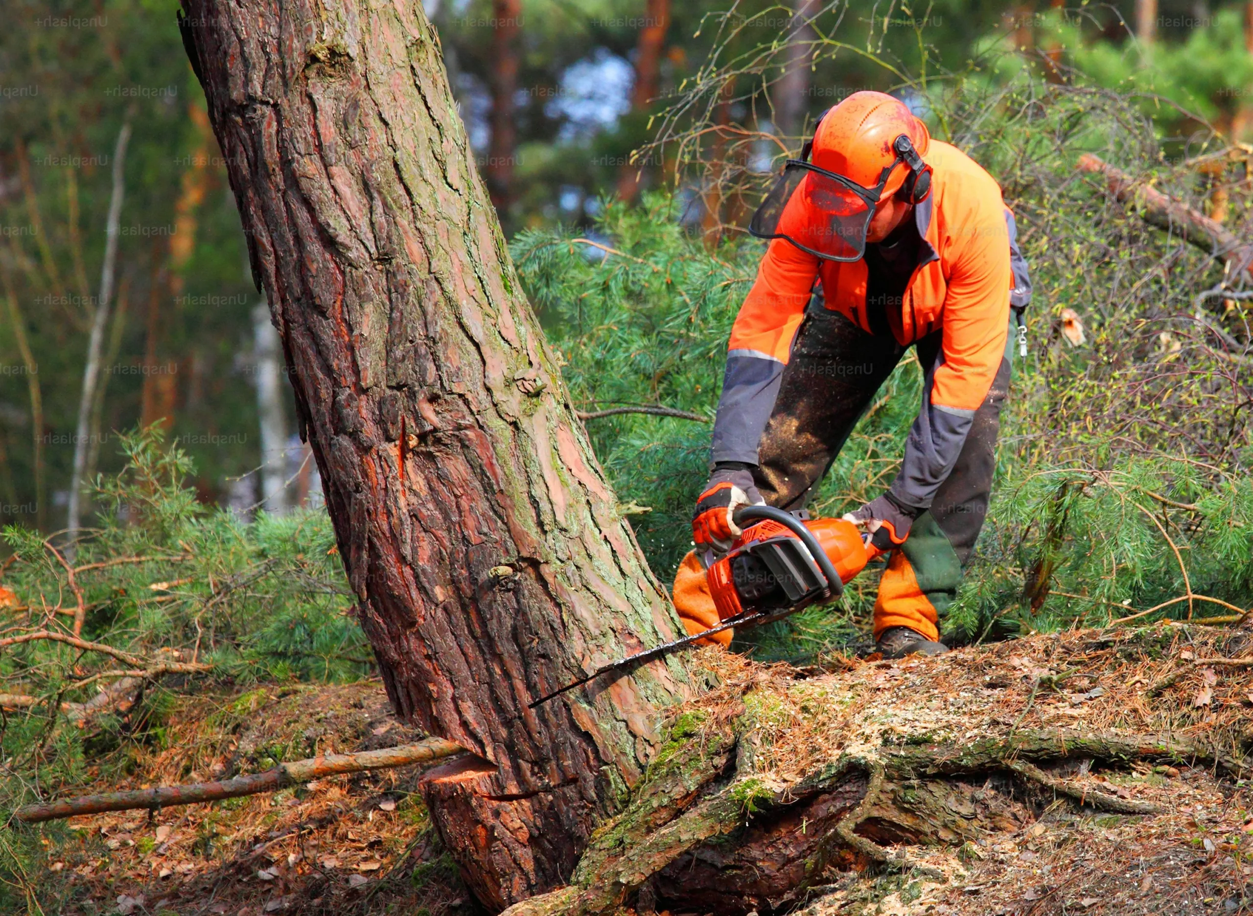 An arborist wearing an orange helmet with a visor and matching safety clothing is using a chainsaw to cut the trunk of a large Sycamore Tree close to the ground, surrounded by sawdust and cut branches in a woodland setting.