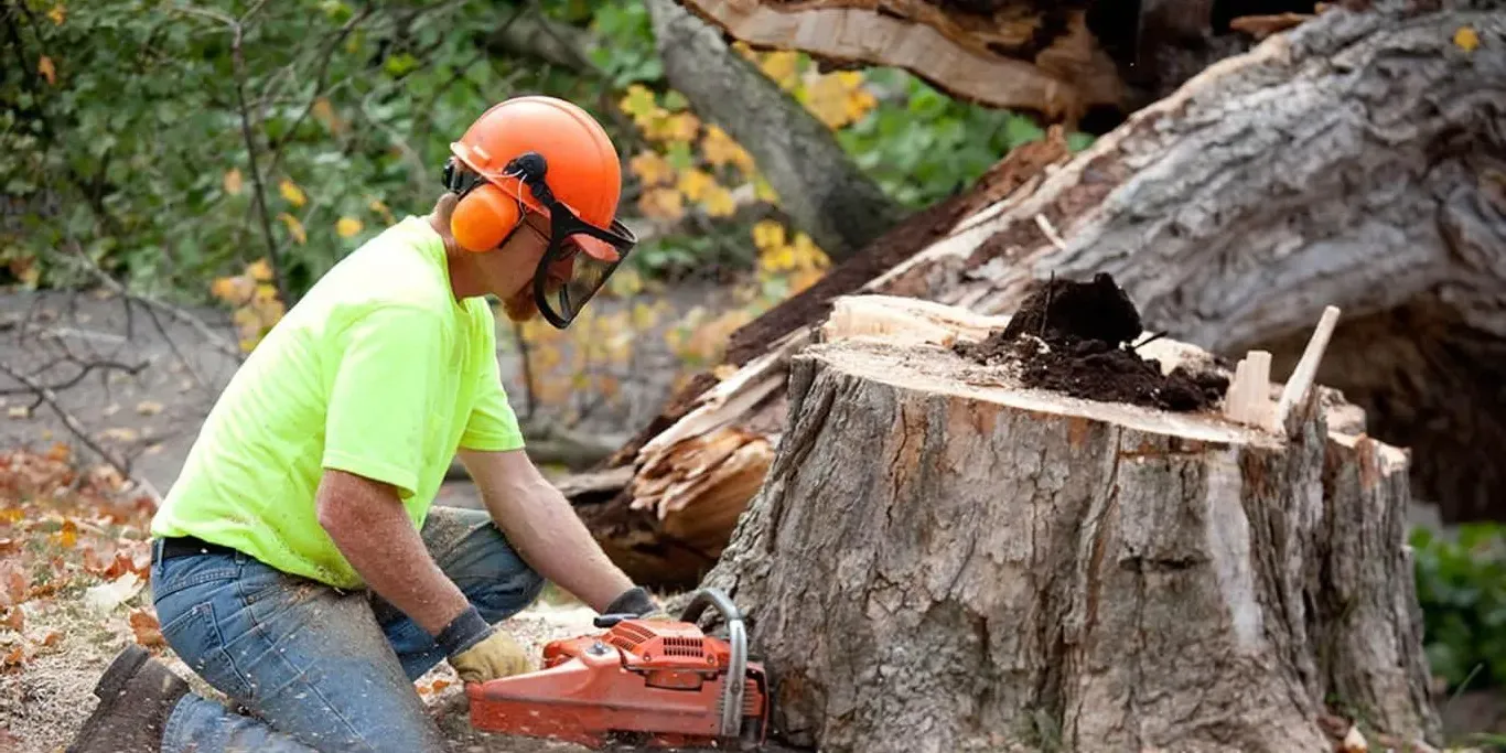 A professional arborist, wearing an orange hard hat, protective glasses, and a neon shirt, kneels and uses an orange chainsaw to cut into a large tree stump, demonstrating expert tree stump removal.