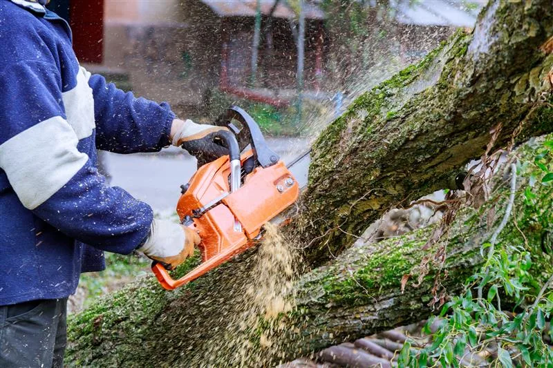 An arborist wearing a blue and white jacket and work gloves is actively using a chainsaw to cut through a thick, moss-covered tree trunk, generating a spray of sawdust, which are common tree felling signs. The background shows blurred green foliage and what appears to be a residential area.