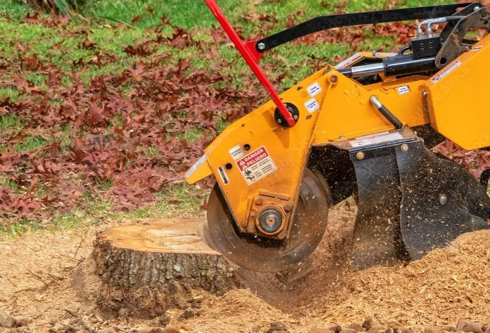 A close-up view of an orange stump grinder actively working on a tree stump, illustrating how to get rid of tree stumps. Wood chippings are visible flying around the base of the machine, with a background of green grass and fallen brown leaves.