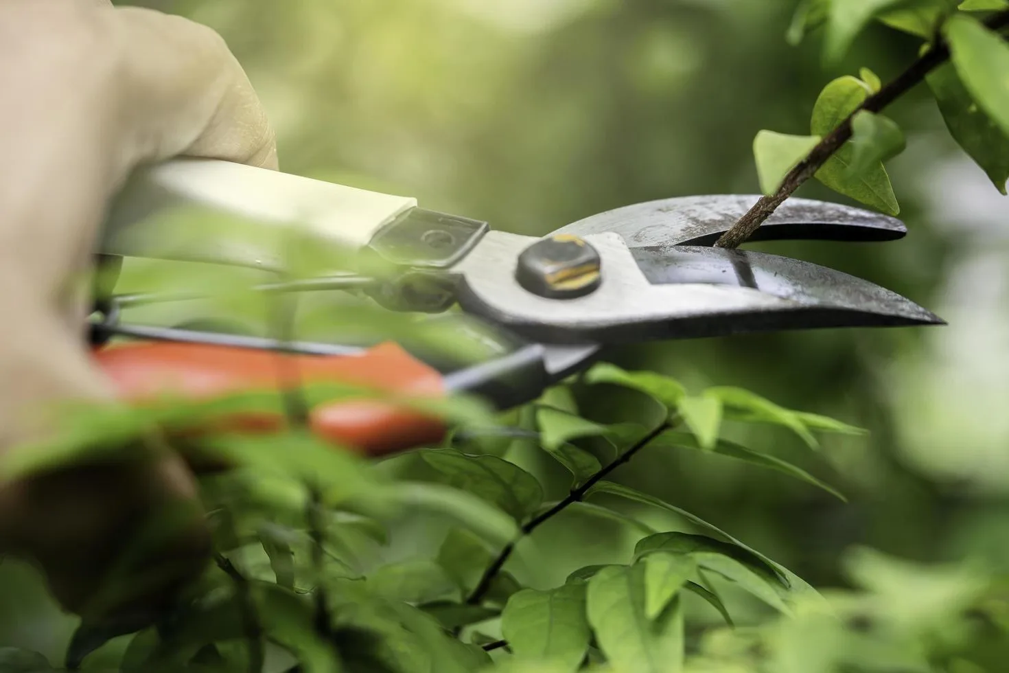 A close-up of a hand holding red-handled pruning shears, expertly performing Tree Pruning on a small branch with vibrant green leaves. The background is softly blurred, highlighting the focused task.