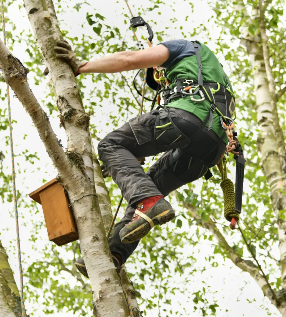 A skilled tree climber, secured by a professional harness and ropes, ascends a tall birch tree with a birdhouse attached to its trunk, illustrating the technical expertise required for Tree Surgeon Jobs in Essex.