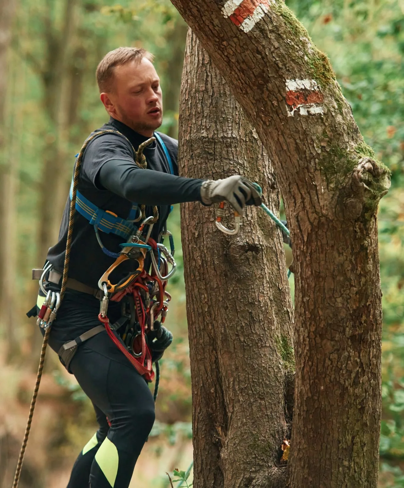 A skilled arborist, equipped with safety harness, ropes, and carabiners, carefully ascends a mature tree in a forest, showcasing the expertise of professional Tree Surgeons in Chigwell.