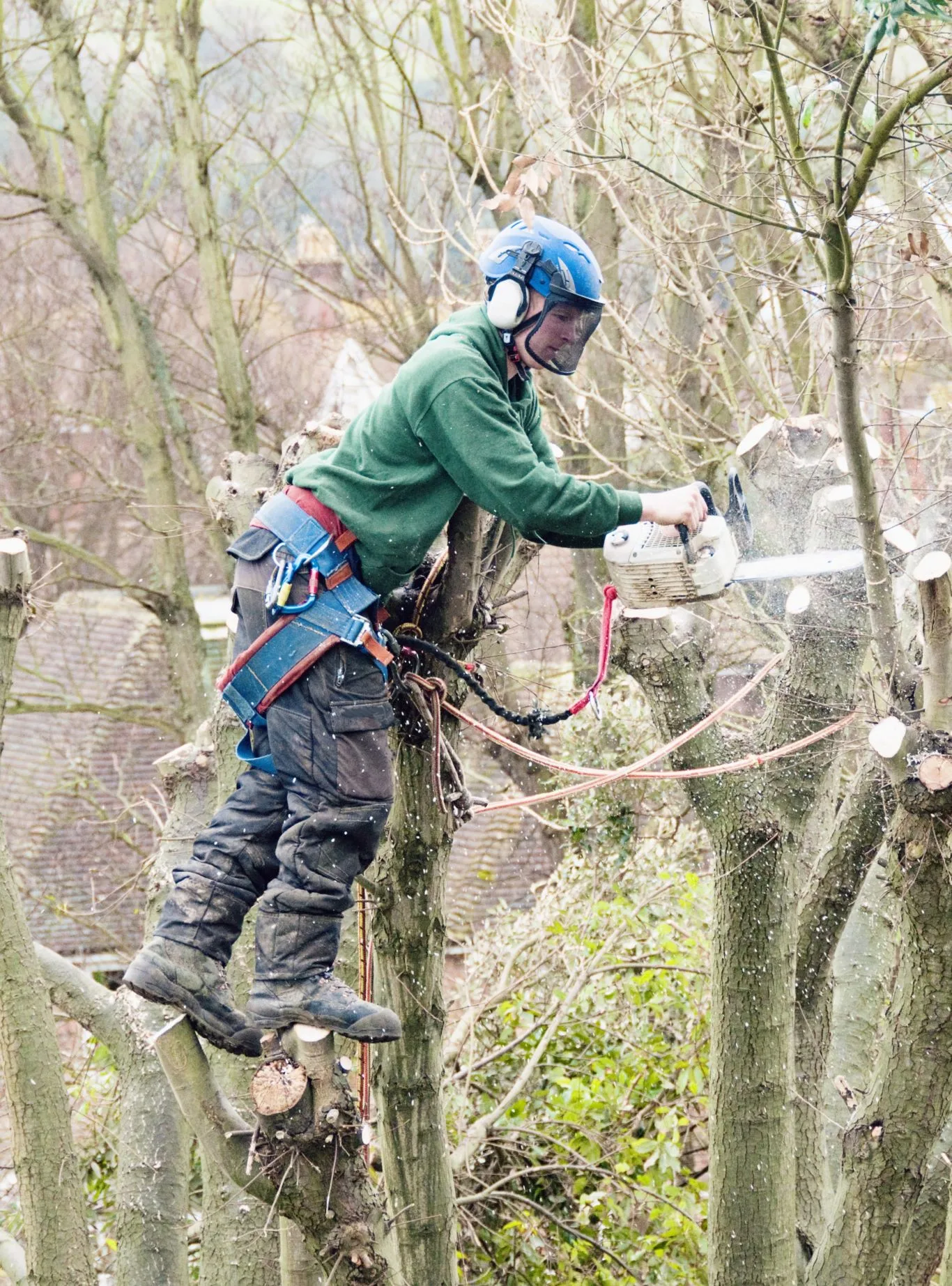 An arborist in full safety gear, including a blue helmet with a visor and ear defenders, green sweatshirt, and climbing harness, skillfully uses a chainsaw to cut a branch while suspended in a tall, bare tree, highlighting the expert work of Tree Surgeons in Hackney.