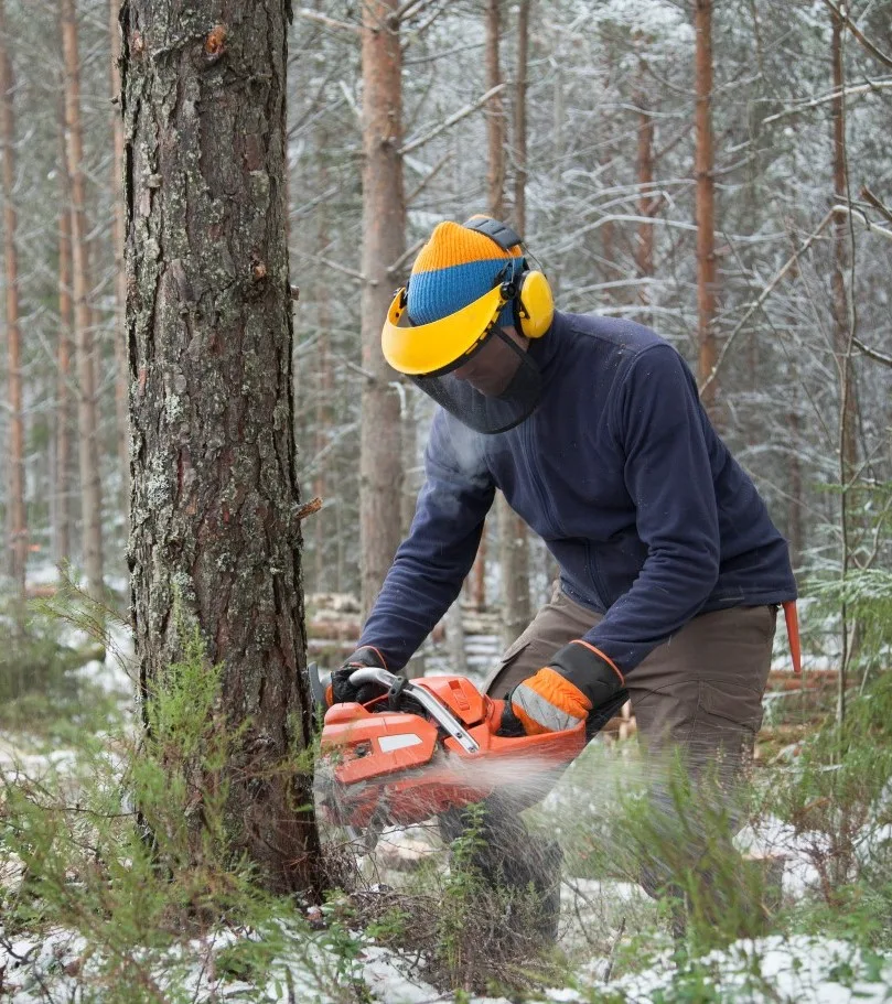 A professional arborist in a snowy forest, wearing a yellow hard hat with a mesh visor and ear protection, a blue long-sleeved top, and gloves, is operating an orange chainsaw to fell a tree, showcasing the demanding work performed by Tree Surgeons in North East London.