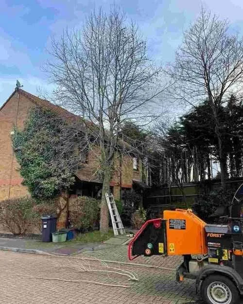 A tall, bare deciduous tree stands next to a brick building with a ladder leaning against it, and an orange wood chipper is positioned on the paved area in the foreground, illustrating tree work performed by Tree Surgeons in Woodford.
