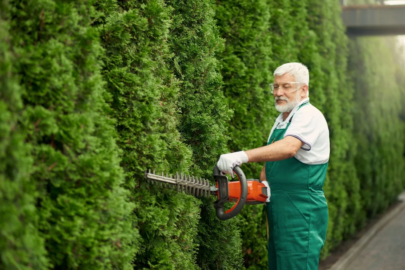 A mature arborist with a grey beard, wearing an orange and white work uniform, protective glasses, and gloves, is operating an orange and black hedge trimmer to meticulously shape a tall, dense line of green conifer trees, showcasing skilled Conifer hedge trimming.