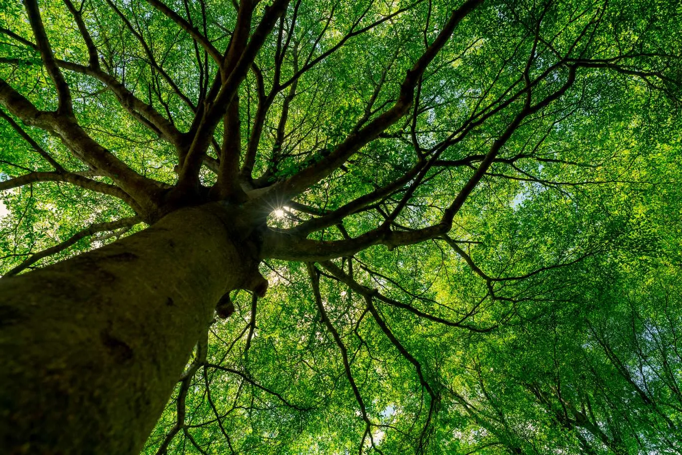 Upward view of a large ash tree with sunlight filtering through its dense green leaves, showing the tree’s height and structure before professional ash tree removal.