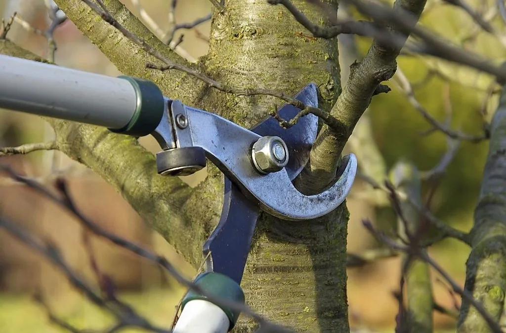 Close-up of garden loppers trimming a small branch on a mature tree, illustrating careful seasonal care and the best time for tree pruning to maintain healthy growth.