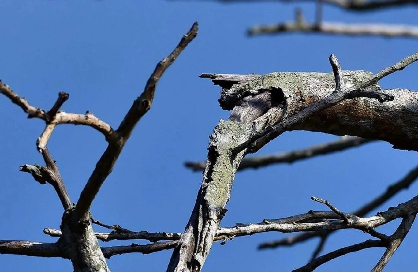 A close-up view of damaged tree branches against a blue sky, highlighting decaying limbs that would typically require careful deadwood removal for tree safety and health.