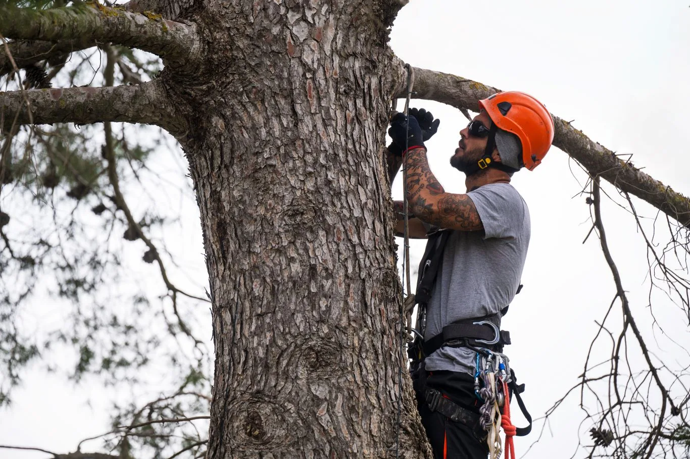 A professional arborist performing safe tree maintenance as part of expert Essex tree services, ensuring healthy and well-managed trees in residential areas.