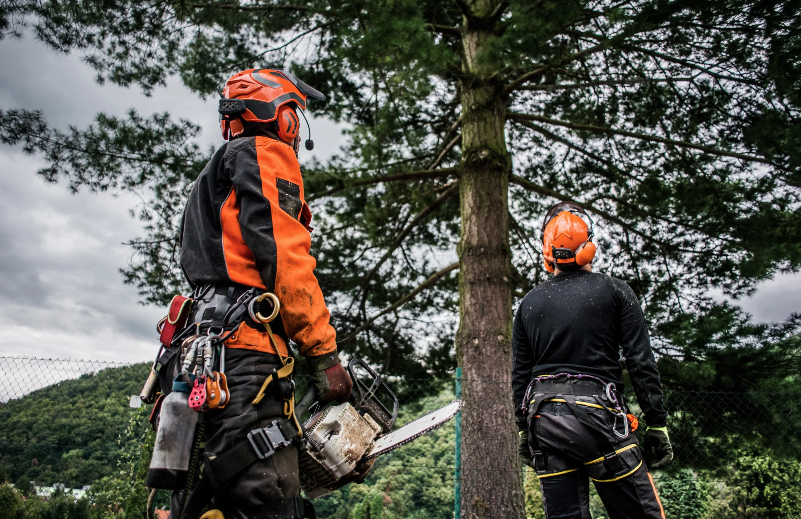 Two professional arborists equipped with safety gear and chainsaws preparing to trim a large pine tree, representing the work of a skilled local tree surgeon.