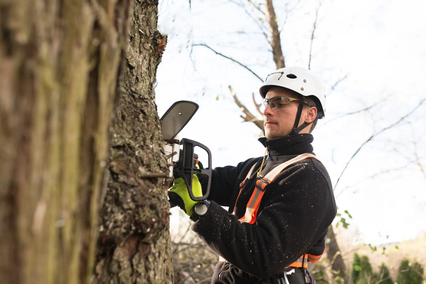 A professional tree surgeon performing oak tree removal using a chainsaw, wearing safety gear and helmet during the process.