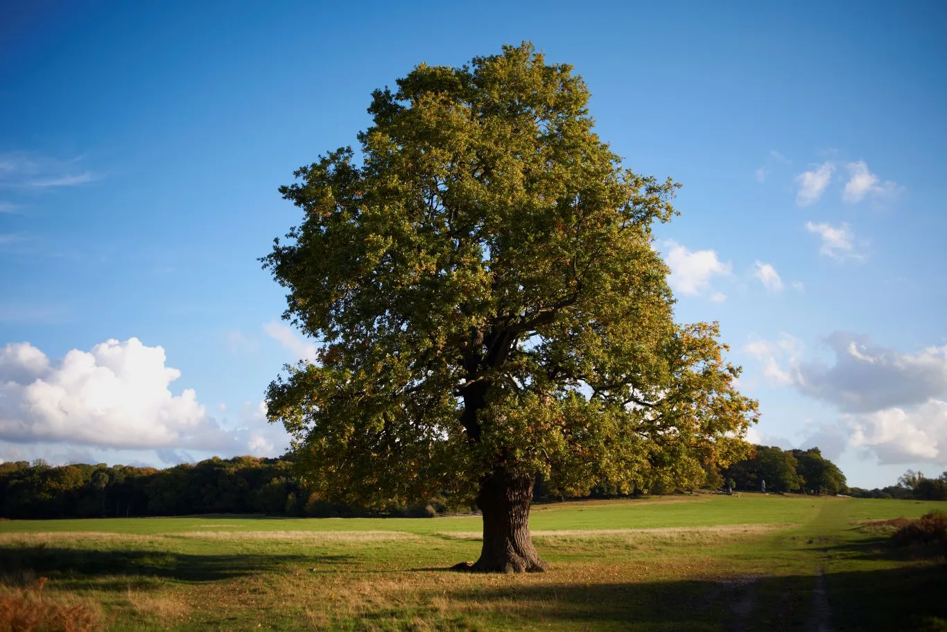 A large mature oak tree standing in an open green field under a clear blue sky, beautifully illustrating the natural beauty and strength of the different types of oak trees found across the UK.