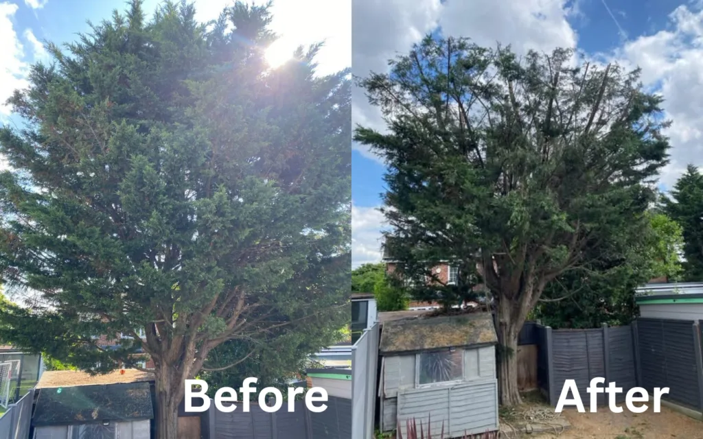 Before and after comparison of a large tree showing professional crown reduction, with excess growth carefully removed to improve light, balance, and overall tree shape.