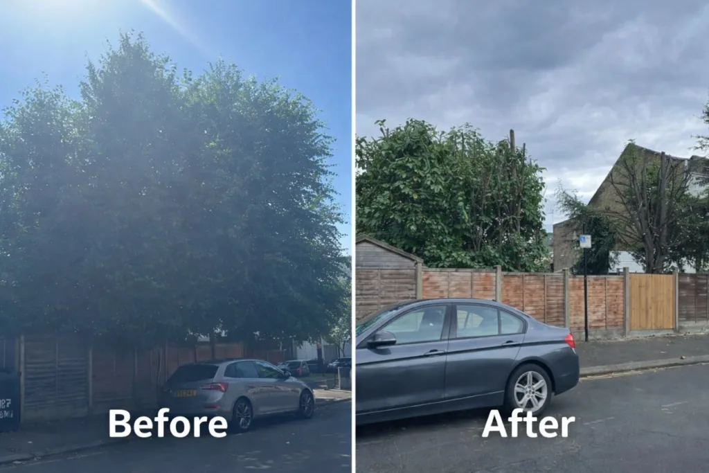 Before and after view of trees after tree reduction services.