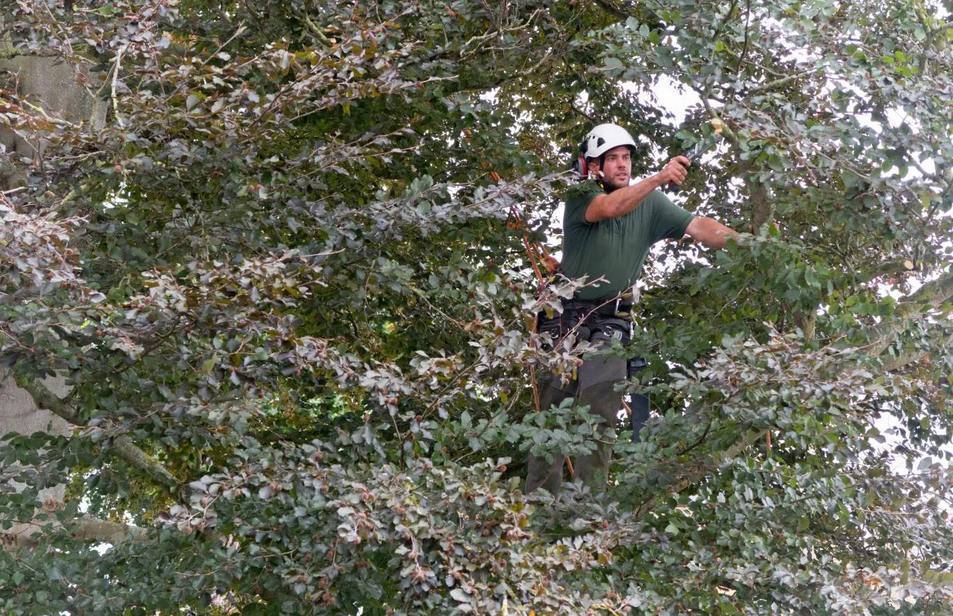 Professional arborist carrying out tree crown reduction, carefully pruning branches to improve balance, light penetration, and overall tree health.