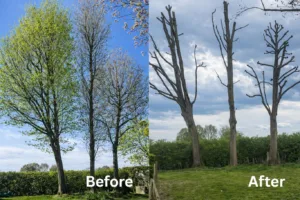 Before and after comparison of mature trees showing professional pollarding work, with dense foliage reduced to strong main branches to improve safety, structure, and long-term growth.