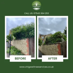 Before and after view of an overgrown boundary hedge trimmed neatly along a brick wall, showing professional hedge maintenance results by Chigwell Tree Services.